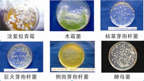 微生物技術(shù)對(duì)于青貯飼料有怎樣的好處