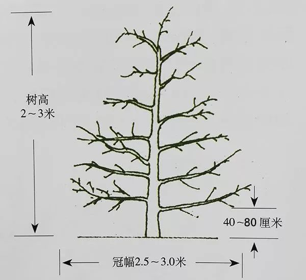 酵素農(nóng)業(yè)蘋(píng)果篇——蘋(píng)果生育期酵素微生物套餐肥施用指導(dǎo)意見(jiàn)（一）