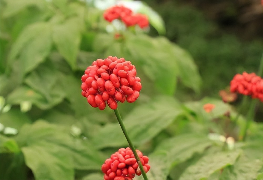 酵素菌技術(shù)，破解連作障礙困局，助力藥材產(chǎn)業(yè)健康持續(xù)發(fā)展