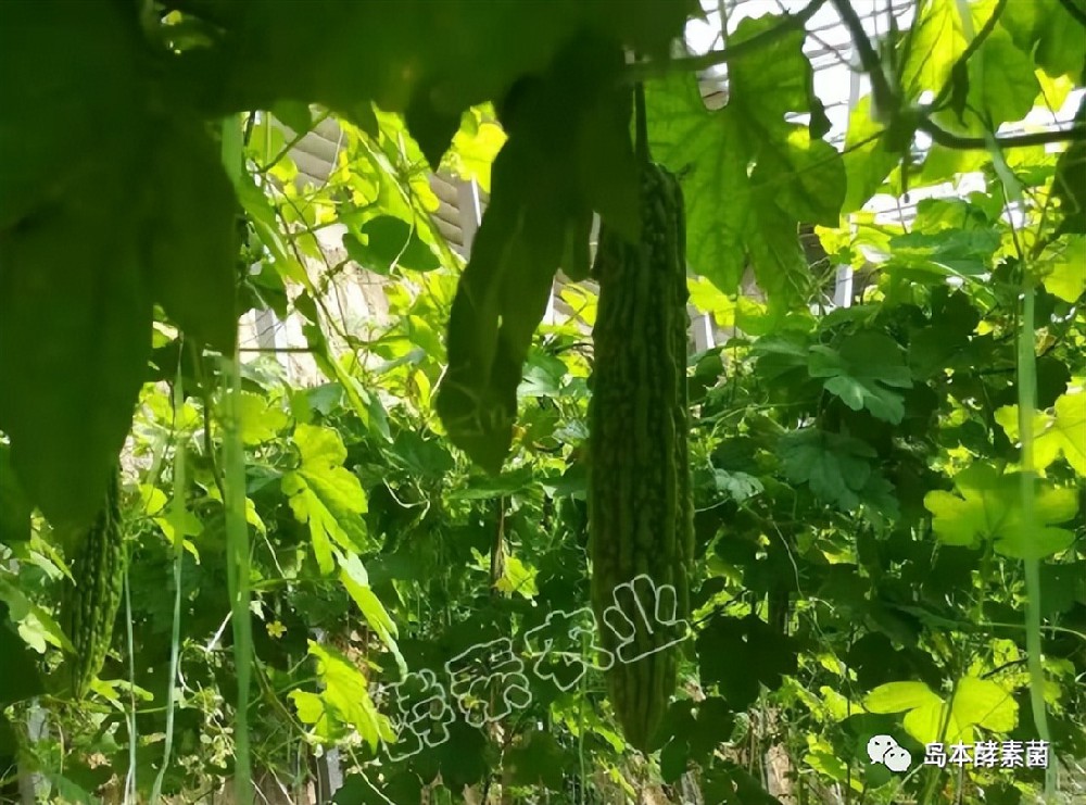 島本酵素生物悶棚奇效顯：滅掉了線蟲殺死了病菌，土壤還得到改良