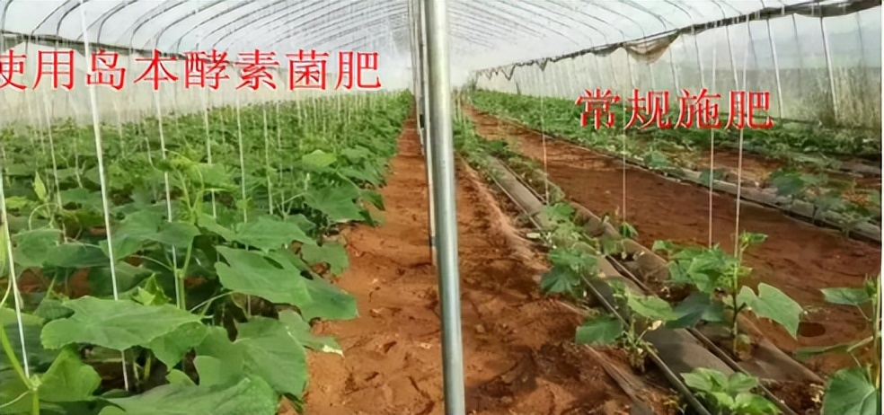 使用微生物肥料可以提高土壤和作物的抗旱性能嗎？