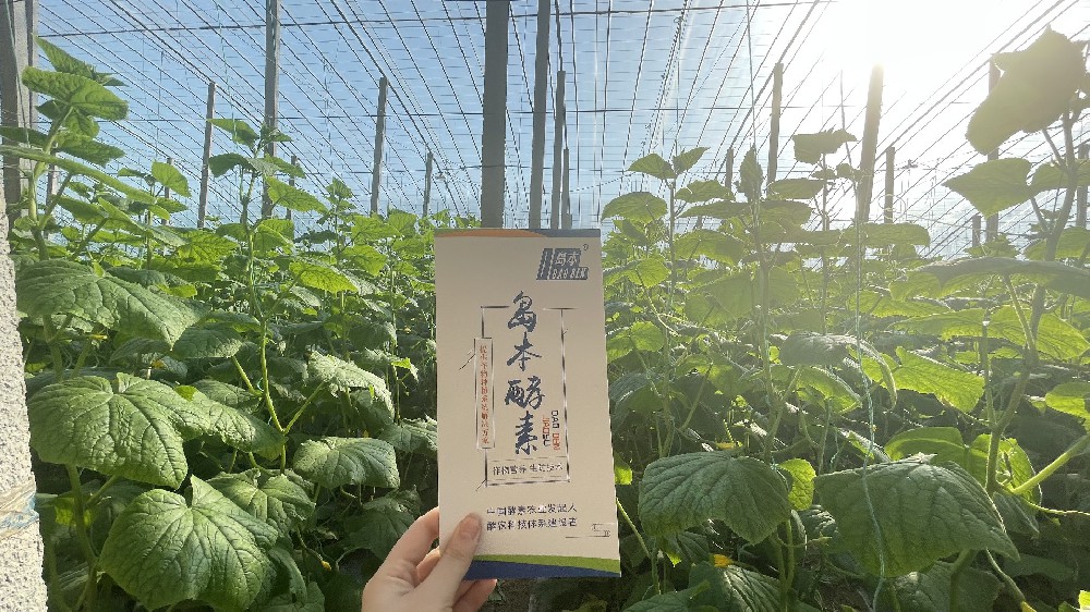 島本酵素菌肥在抑制根結(jié)線蟲上的應(yīng)用效果