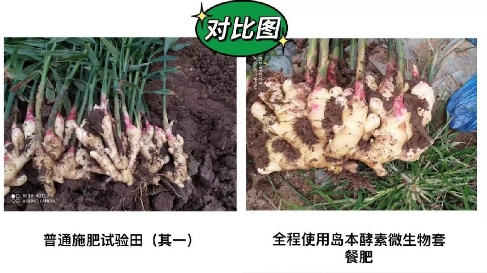 生姜姜瘟、癩皮等病蟲害問題酵素菌微生物套餐肥解決方案及效果展示