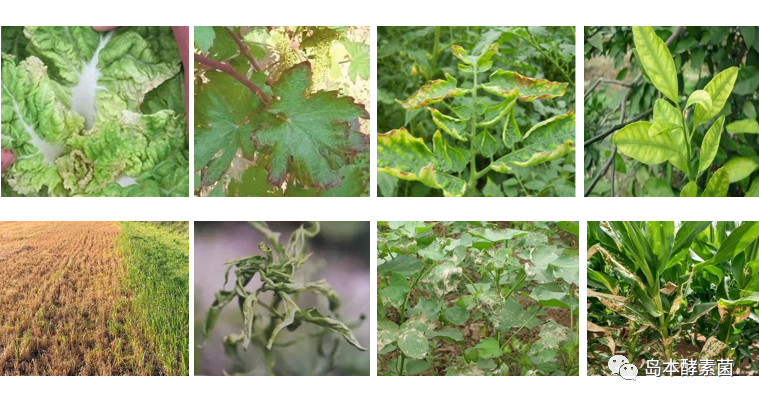 微生物肥料對前茬遺留在田間的除草劑有何作用