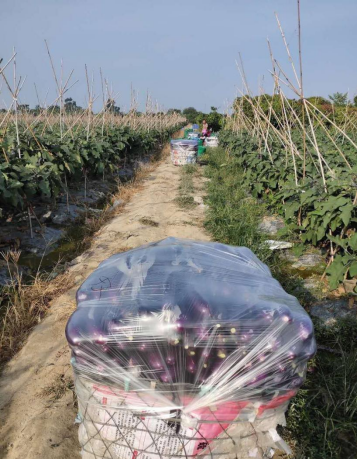 夏季露地栽培茄子怎么進行肥水管理？