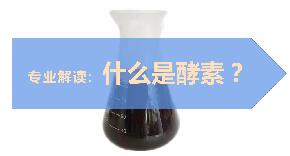 專業(yè)解讀：什么是酵素？