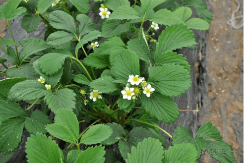 草莓苗期如何控制旺長，促花芽？