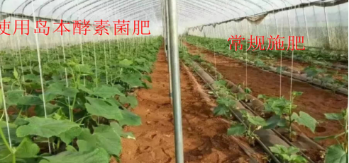 微生物肥料與植物生物刺激素產(chǎn)品之間有何關(guān)系？