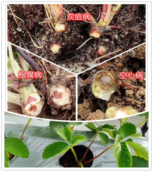 草莓定植后總死棵，炭疽病、空心病還是根腐??？