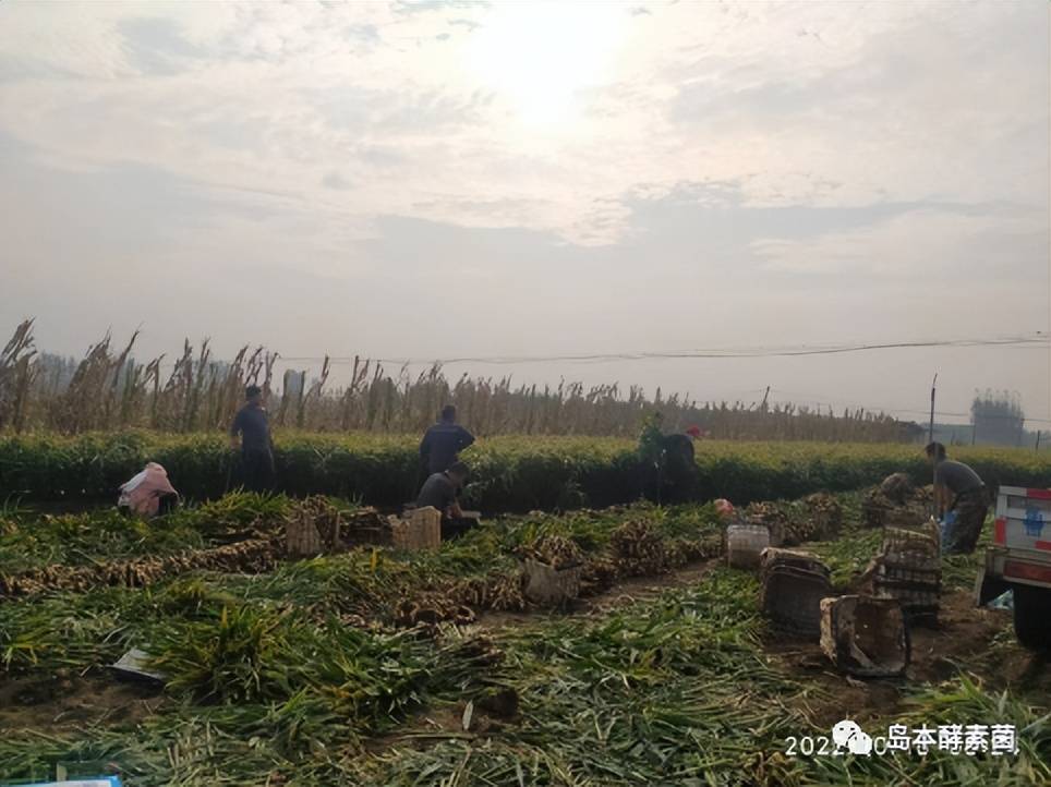 酵素菌技術(shù)破解大姜多年重茬連作的成功案例——姜胖土沃病害少！