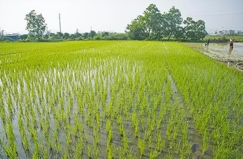 島本酵素菌微生物技術(shù)預(yù)防水稻爛秧、修復(fù)凍害小麥，為春耕保駕護(hù)航！