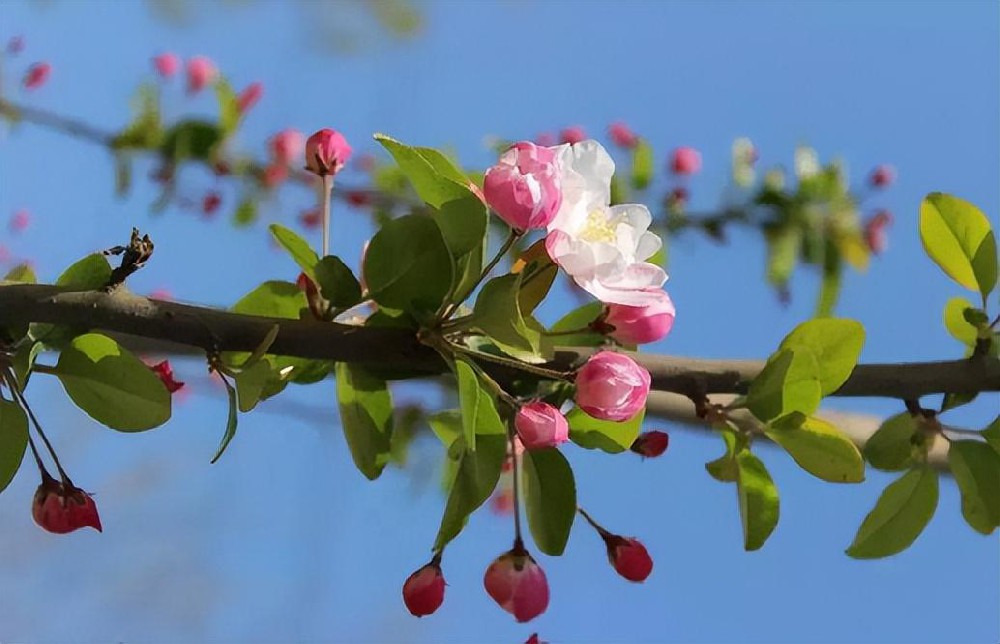 酵素菌微生物技術(shù)開啟?；ū９聲r(shí)代！開花多，坐果穩(wěn)，落果少