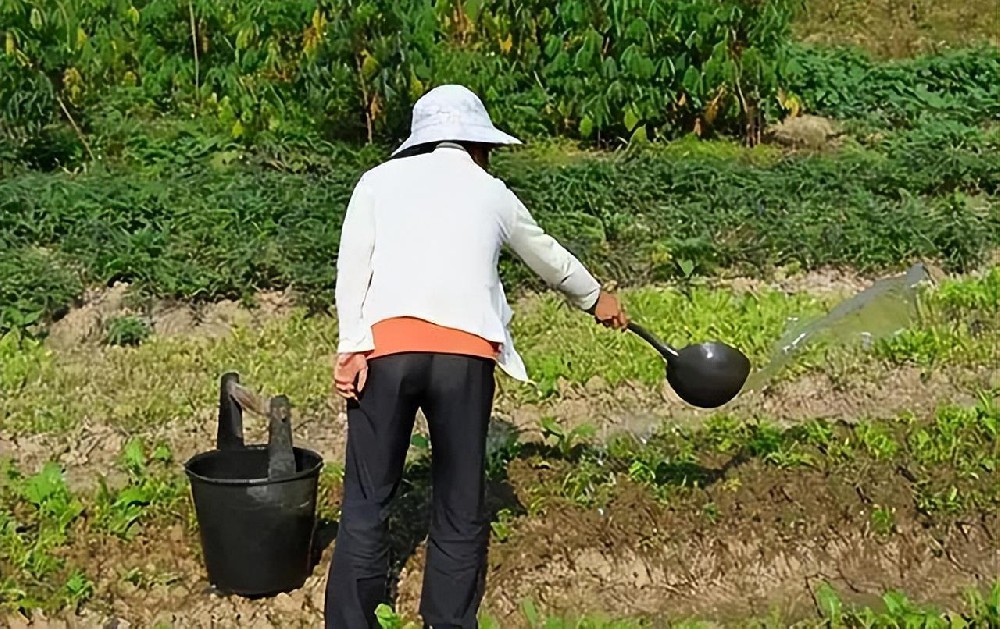 糞水澆菜被罰款5萬？正確處理很重要！酵素菌技術助力，變糞為寶