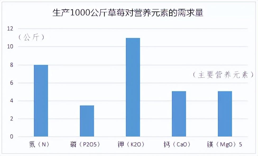 草莓種植如何科學(xué)補鈣？