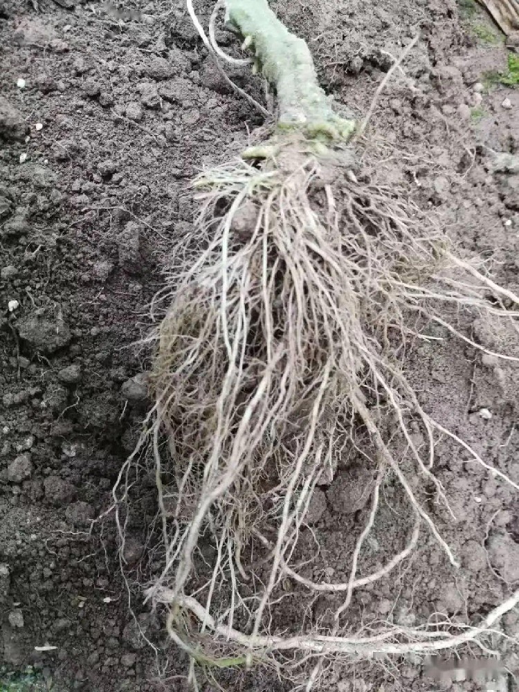 冬季根系長勢差？學會正確使用微生物肥，讓植物根系茁壯成長