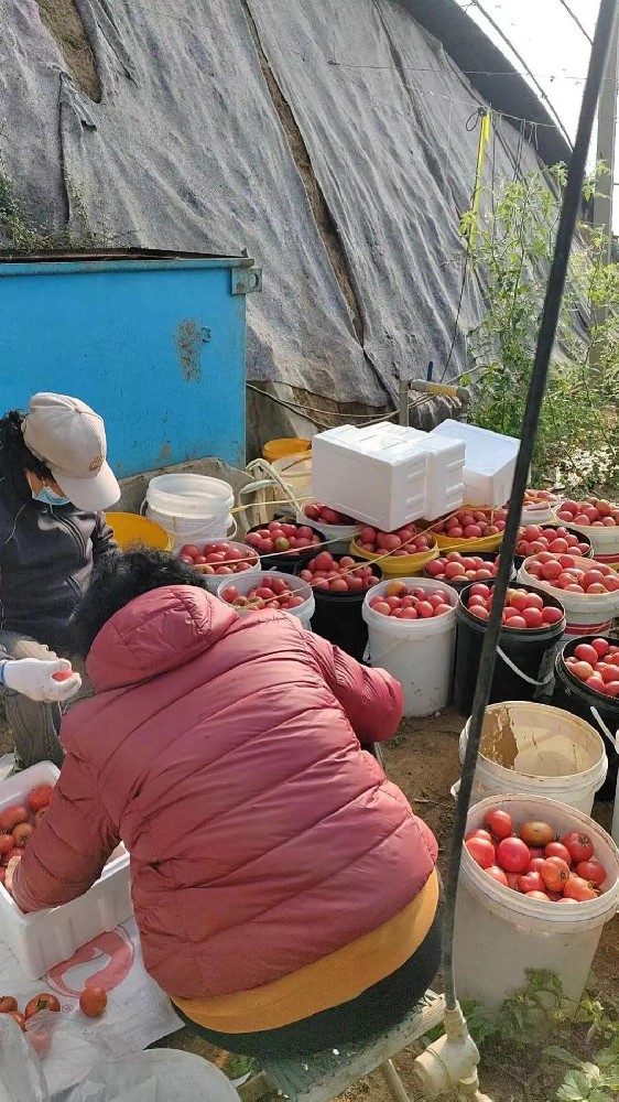 酵素菌微生物技術(shù)如何在低溫冬季助力番茄提質(zhì)、增產(chǎn)防早衰？