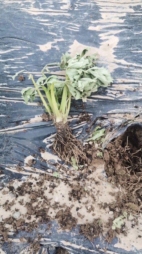 【島本酵素】芹菜定植后根腐、莖基腐病害嚴(yán)重怎么辦？解答來了