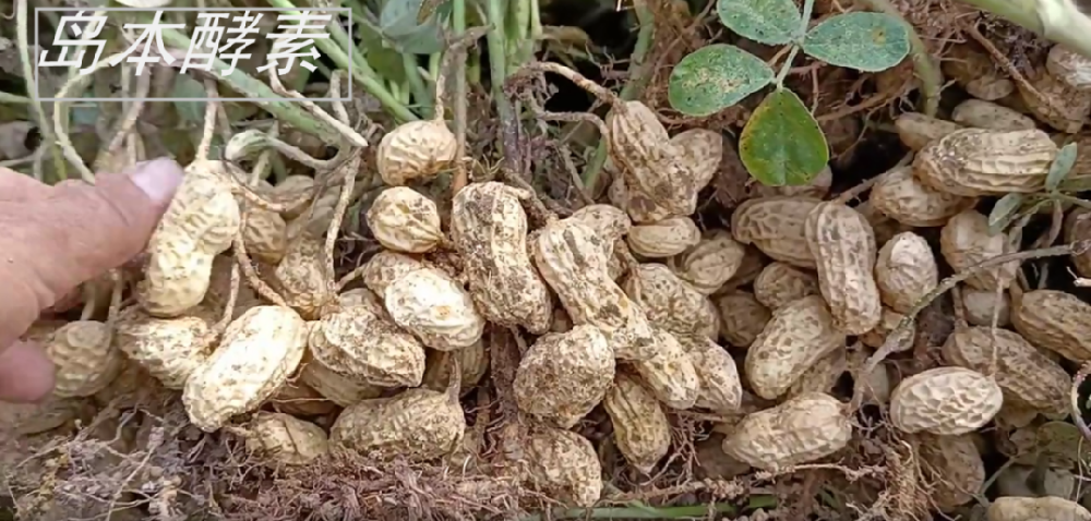 花生種植遭遇澇害仍獲豐收！看酵素菌肥如何改良土壤，提升花生抗逆性，?；ū９?/></a>
								</div>
								<div   id=